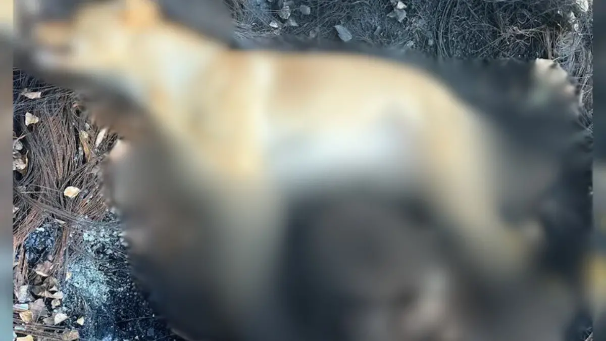 <p>La carcassa del cane rinvenuta con evidenti segni di bruciatura</p>\\n