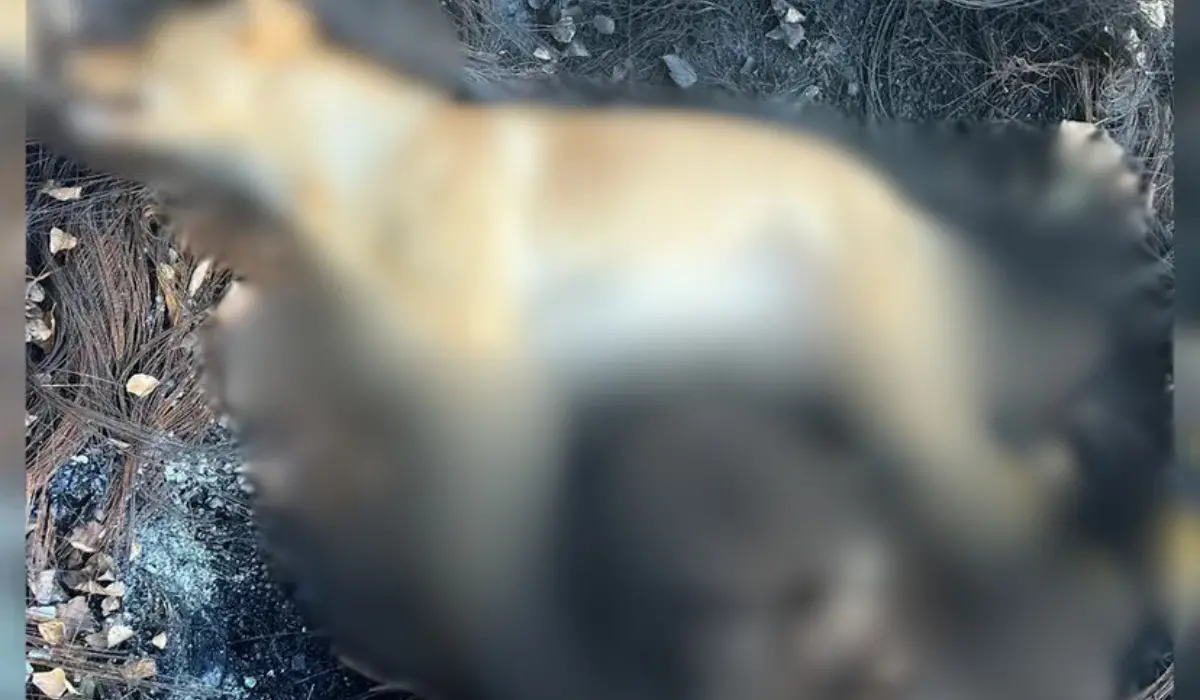 Orrore a Tortora, avvelenati tre cani: uno è morto e ha le zampe bruciate. «Gesti inumani»\n