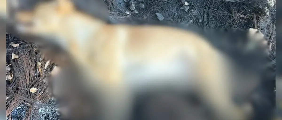 Orrore a Tortora, avvelenati tre cani: uno è morto e ha le zampe bruciate. «Gesti inumani»\n