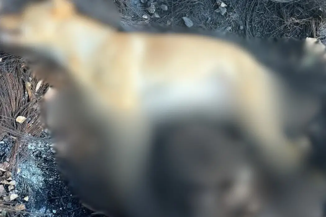 <p>La carcassa del cane rinvenuta con evidenti segni di bruciatura</p>\\n