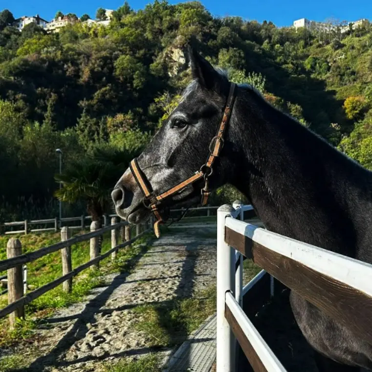 Catanzaro ospita il Concorso nazionale equestre: tre giorni di sport, musica e gastronomia\n