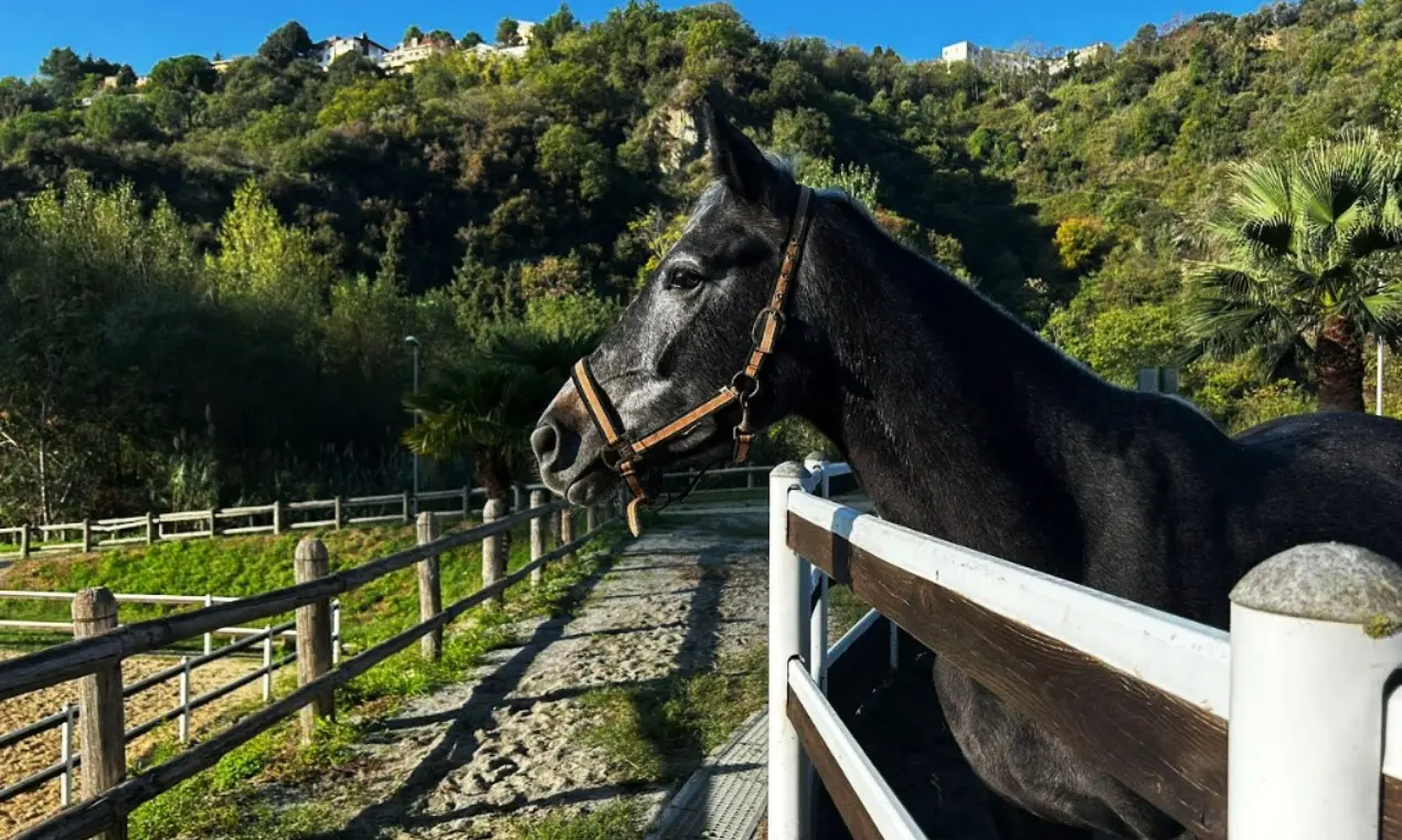 Catanzaro ospita il Concorso nazionale equestre: tre giorni di sport, musica e gastronomia\n