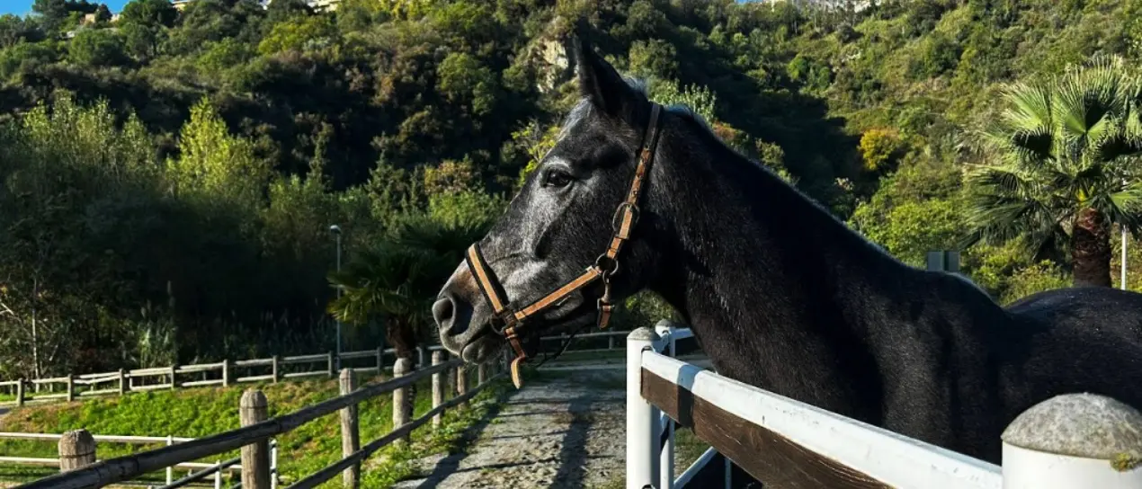 Catanzaro ospita il Concorso nazionale equestre: tre giorni di sport, musica e gastronomia\n