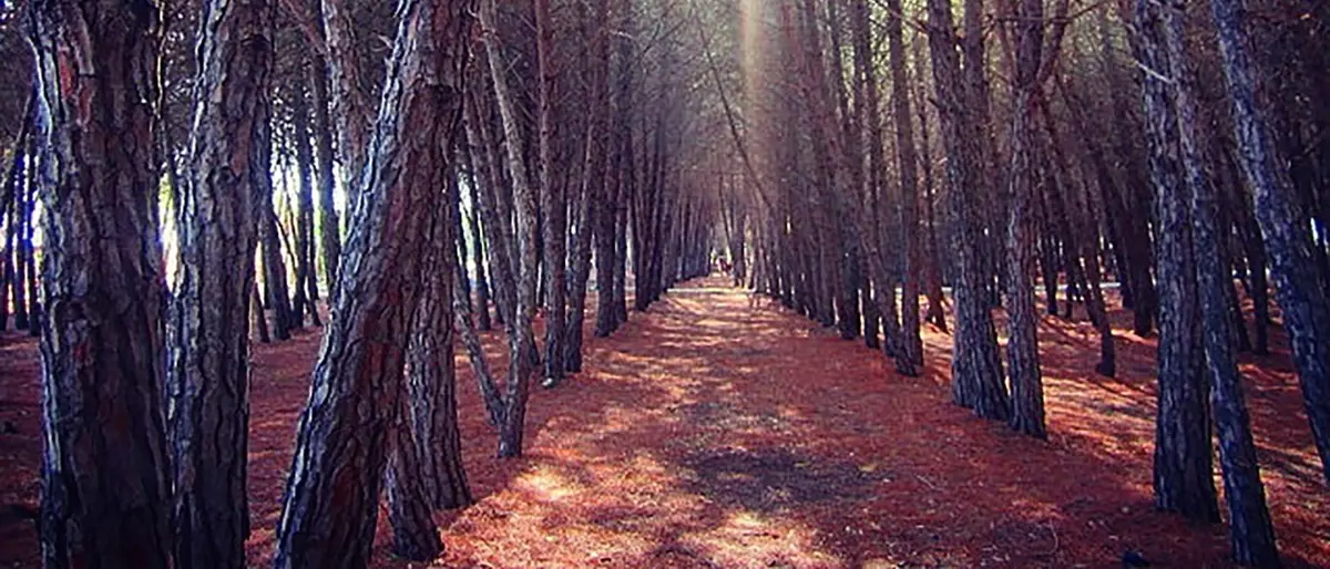 Botricello, al Comune la gestione della pineta:\u00A0sottoscritto il verbale di consegna