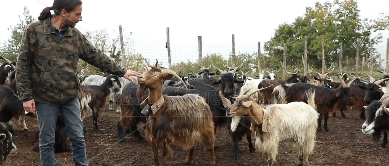 Il pastore romanziere: a LaC Storie il giovane cosentino che alleva caprette e scrive libri