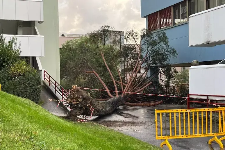 Cade albero all’università di Salerno per il forte vento, cinque studenti feriti: uno è grave\n