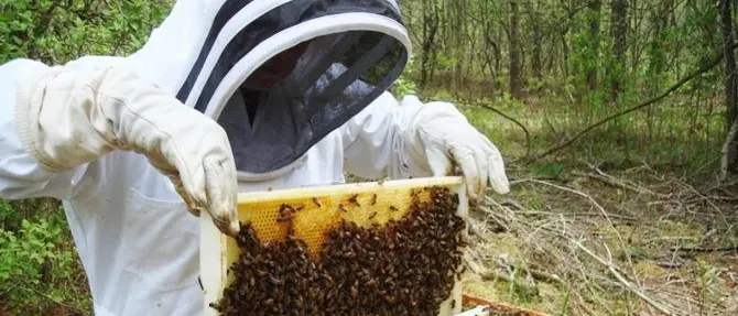 Lotta ai parassiti e miglioramento delle produzioni, la Calabria mette in campo 1,3 mln per l’apicoltura\n