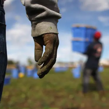 Contratti irregolari,\u00A0paghe da fame e ricatti:\u00A0così i\u00A0caporali strozzano l’agricoltura crotonese\n