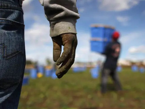 Contratti irregolari, paghe da fame e ricatti: così i caporali strozzano l’agricoltura crotonese