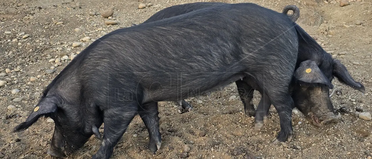 Aree rurali della Calabria: dalla filiera del Maiale nero d'Aspromonte al turismo. Appuntamento oggi con Grand Terroir