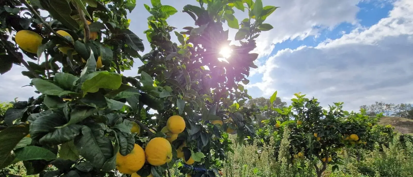 Il bergamotto di Reggio a un passo dall’Igp: «Sarà ambasciatore della Calabria nel mondo»\n