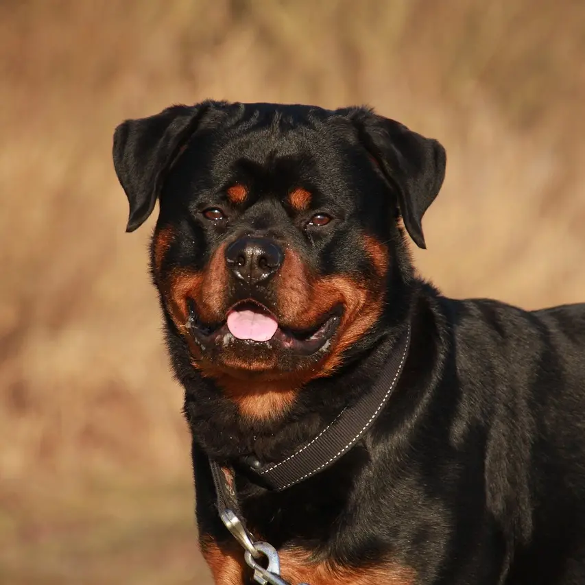 Terrore a Palmi, aggredito da un rottweiler mentre pescava: ora rischia di perdere il braccio dilaniato\n