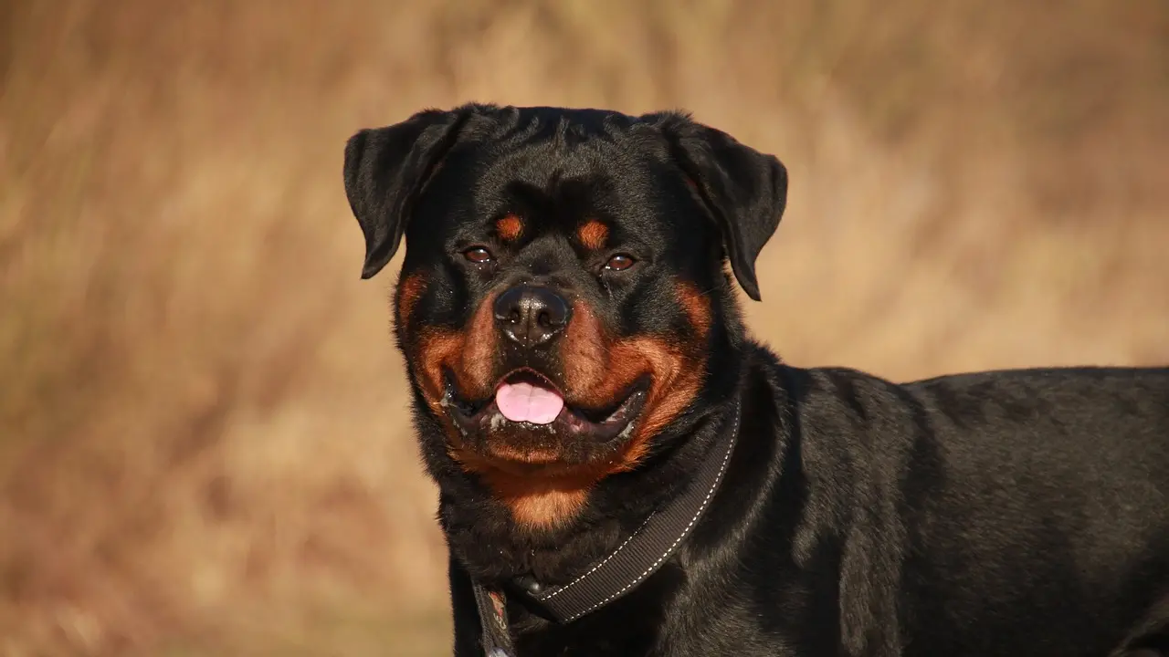 Terrore a Palmi, aggredito da un rottweiler mentre pescava: ora rischia di perdere il braccio dilaniato