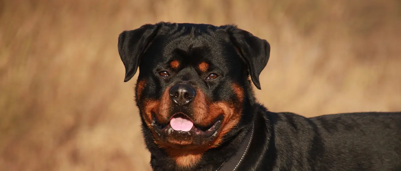 Terrore a Palmi, aggredito da un rottweiler mentre pescava: ora rischia di perdere il braccio dilaniato\n