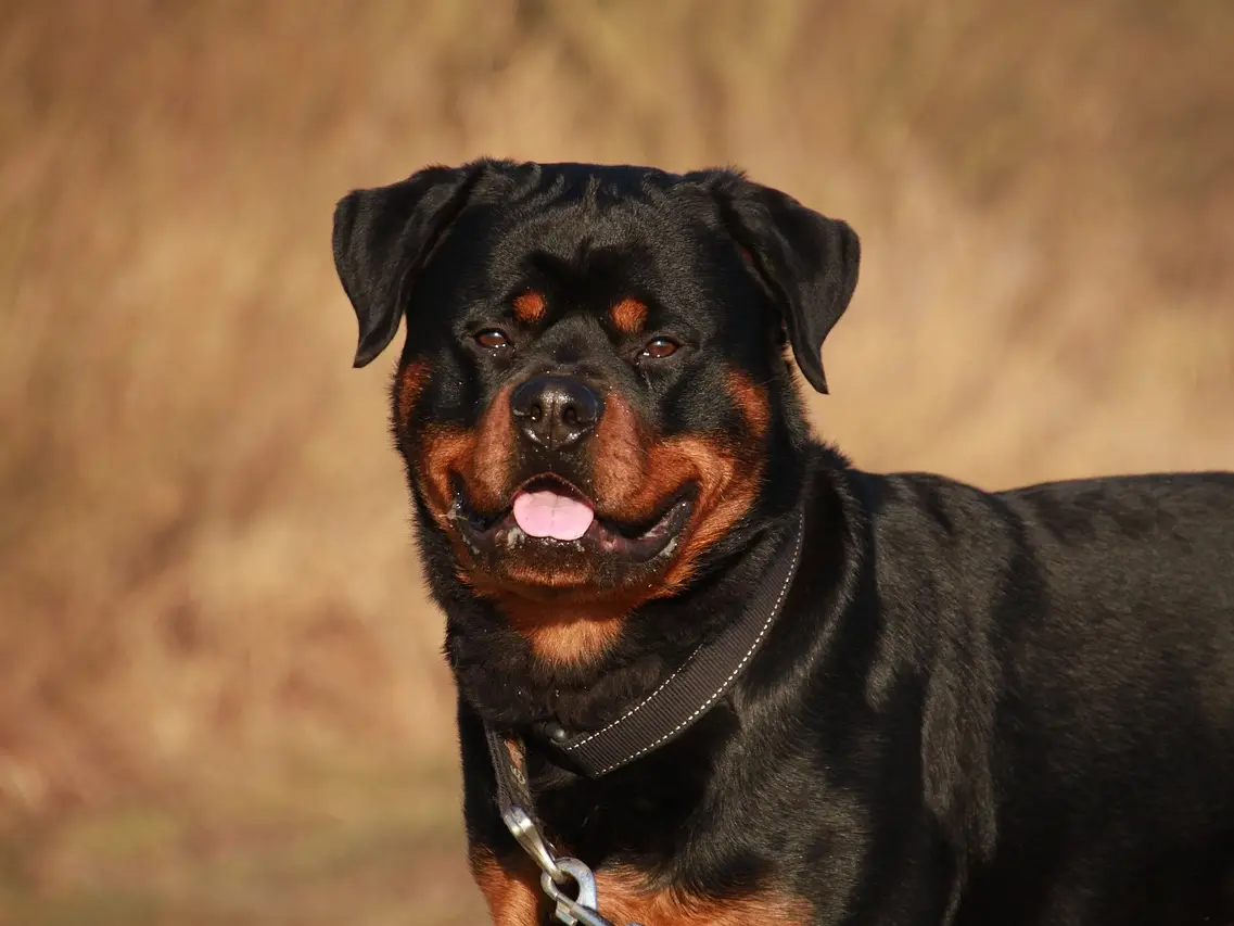 Terrore a Palmi, aggredito da un rottweiler mentre pescava: ora rischia di perdere il braccio dilaniato