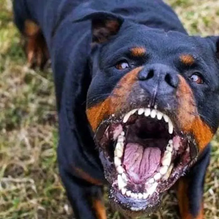 Aggredito da un rottweiler a Palmi mentre pescava, dopo il dramma parla un parente: «Ha lottato per non essere sbranato»\n