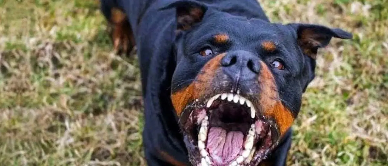 Aggredito da un rottweiler a Palmi mentre pescava, dopo il dramma parla un parente: «Ha lottato per non essere sbranato»\n