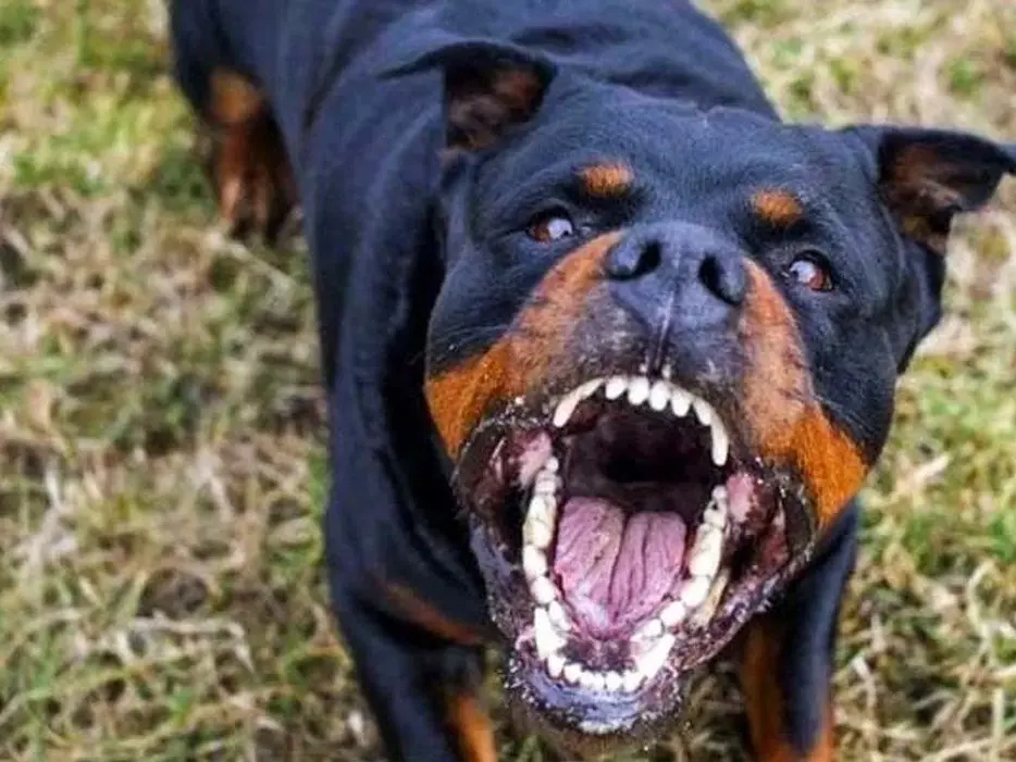 Aggredito da un rottweiler a Palmi mentre pescava, dopo il dramma parla un parente: «Ha lottato per non essere sbranato»