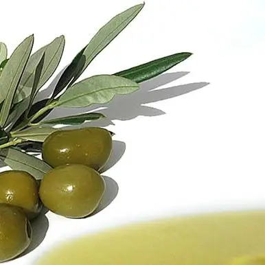 L’Olio Igp Calabria incontra le Aziende calabresi: oggi iniziativa nel Catanzarese