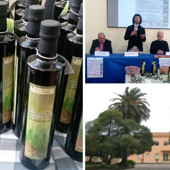 A Palmi presentato l'olio\u00A0dell'istituto tecnico agrario: «Prodotto di qualità, i nostri studenti gli imprenditori del futuro»\n