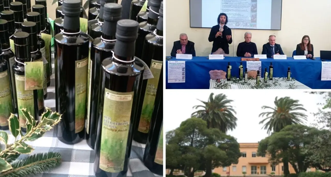 A Palmi presentato l'olio\u00A0dell'istituto tecnico agrario: «Prodotto di qualità, i nostri studenti gli imprenditori del futuro»\n