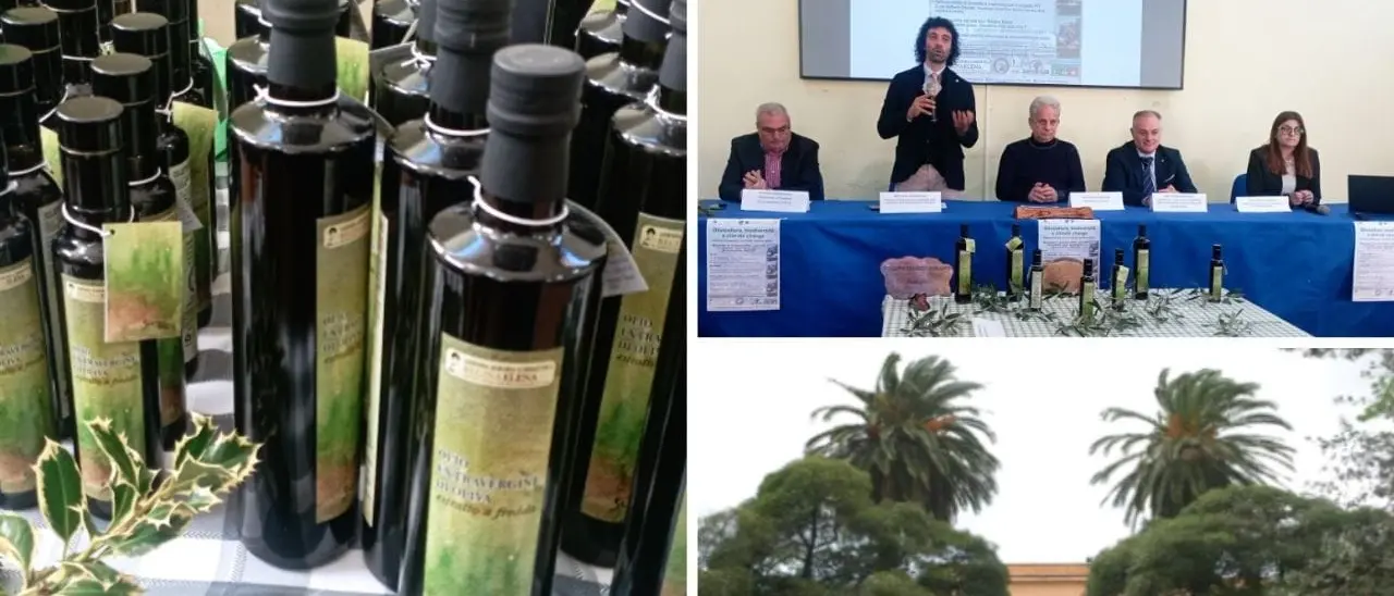 A Palmi presentato l'olio\u00A0dell'istituto tecnico agrario: «Prodotto di qualità, i nostri studenti gli imprenditori del futuro»\n