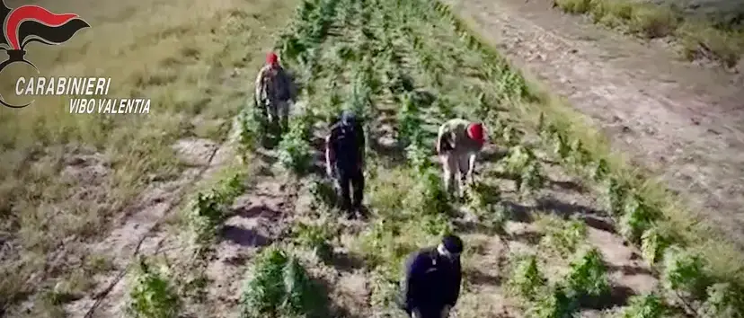 Marijuana coltivata con la copertura di un’azienda autorizzata, 7 arresti\u00A0tra Vibo e Reggio: 5 indagati ritenuti vicini ai\u00A0Bellocco\n
