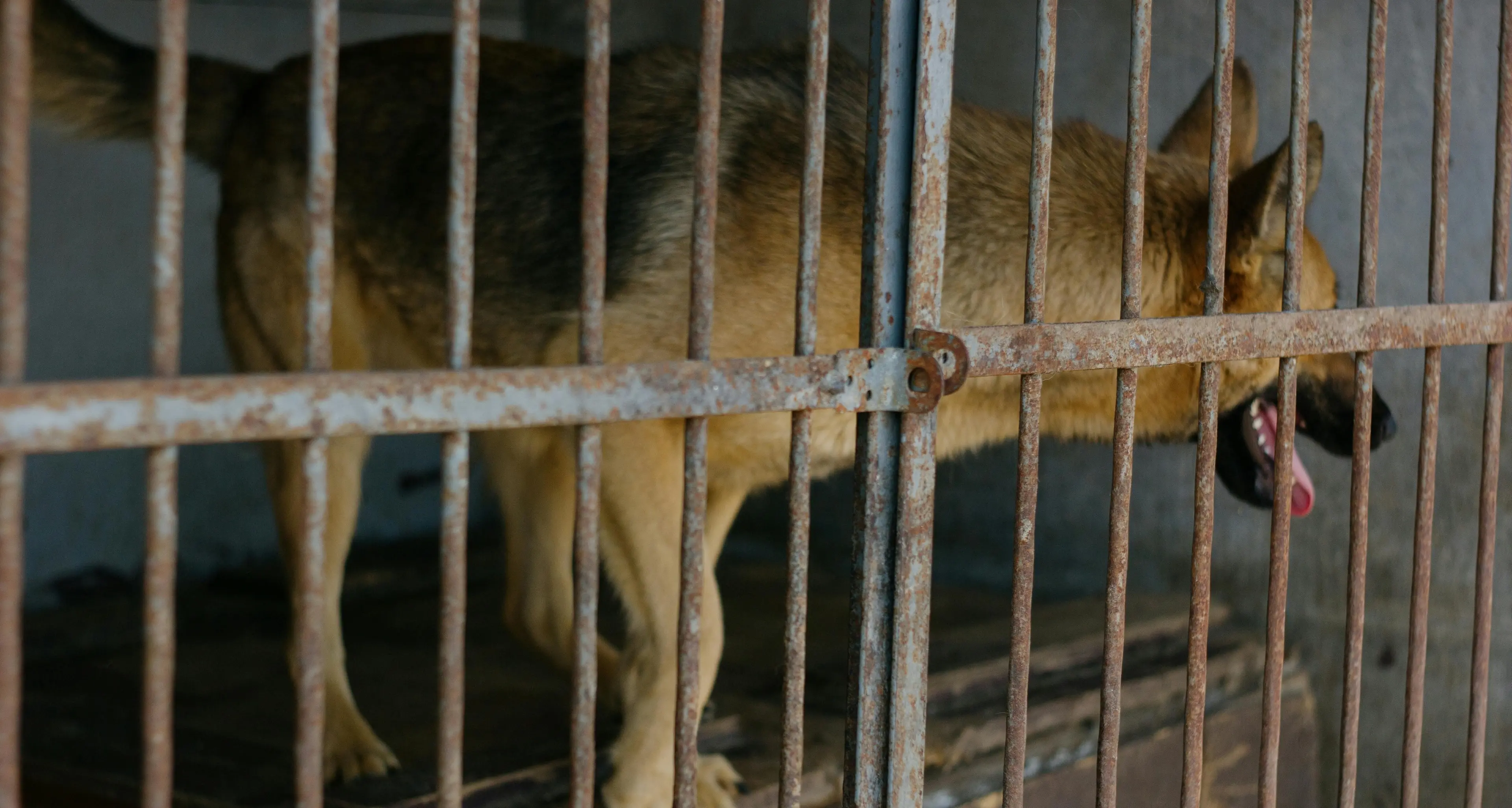 Affida il suo cane a una struttura in Germania e ne perde le tracce: la proprietaria di Bisignano lo cerca da 7 anni