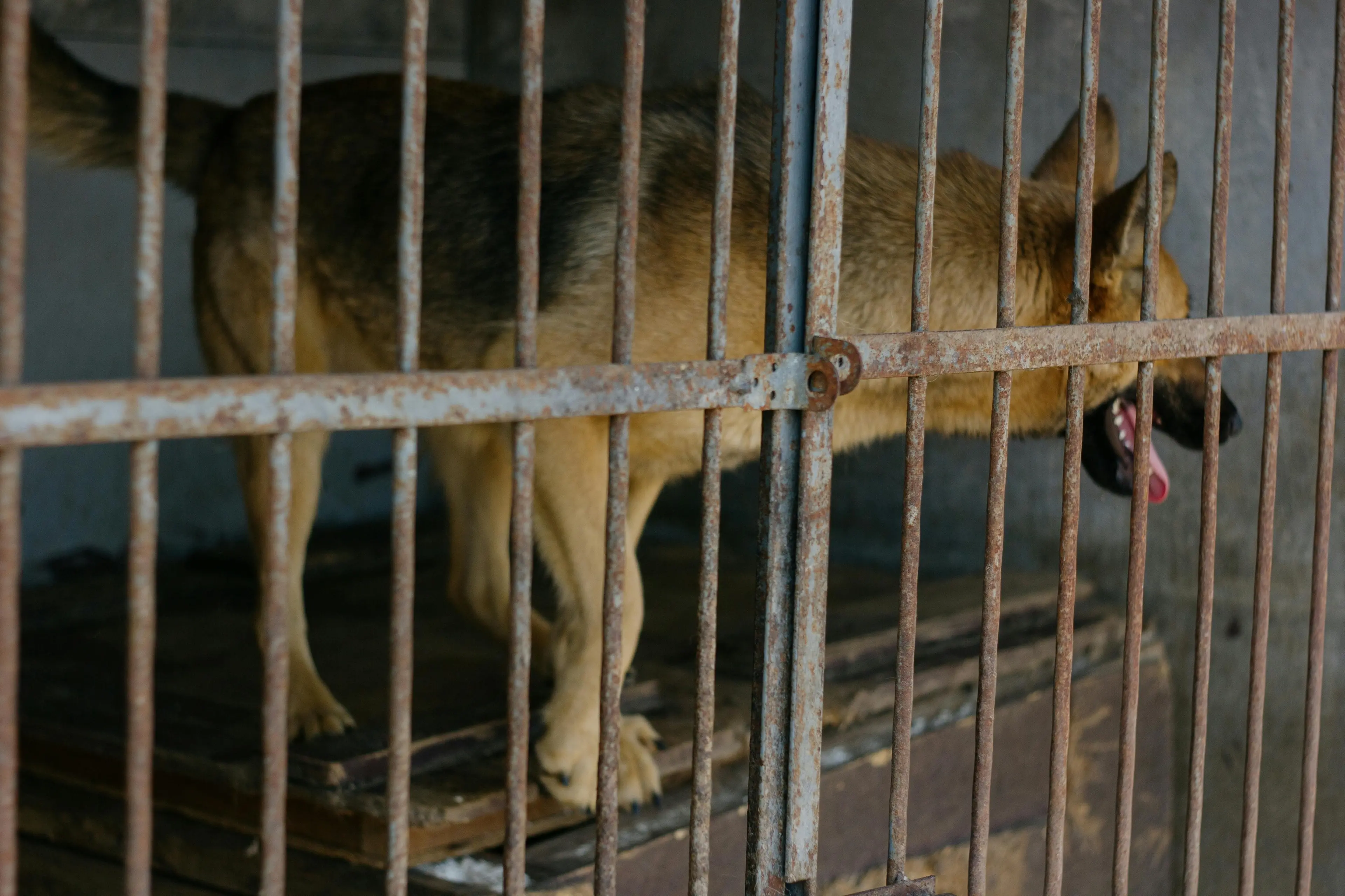 Affida il suo cane a una struttura in Germania e ne perde le tracce: la proprietaria di Bisignano lo cerca da 7 anni