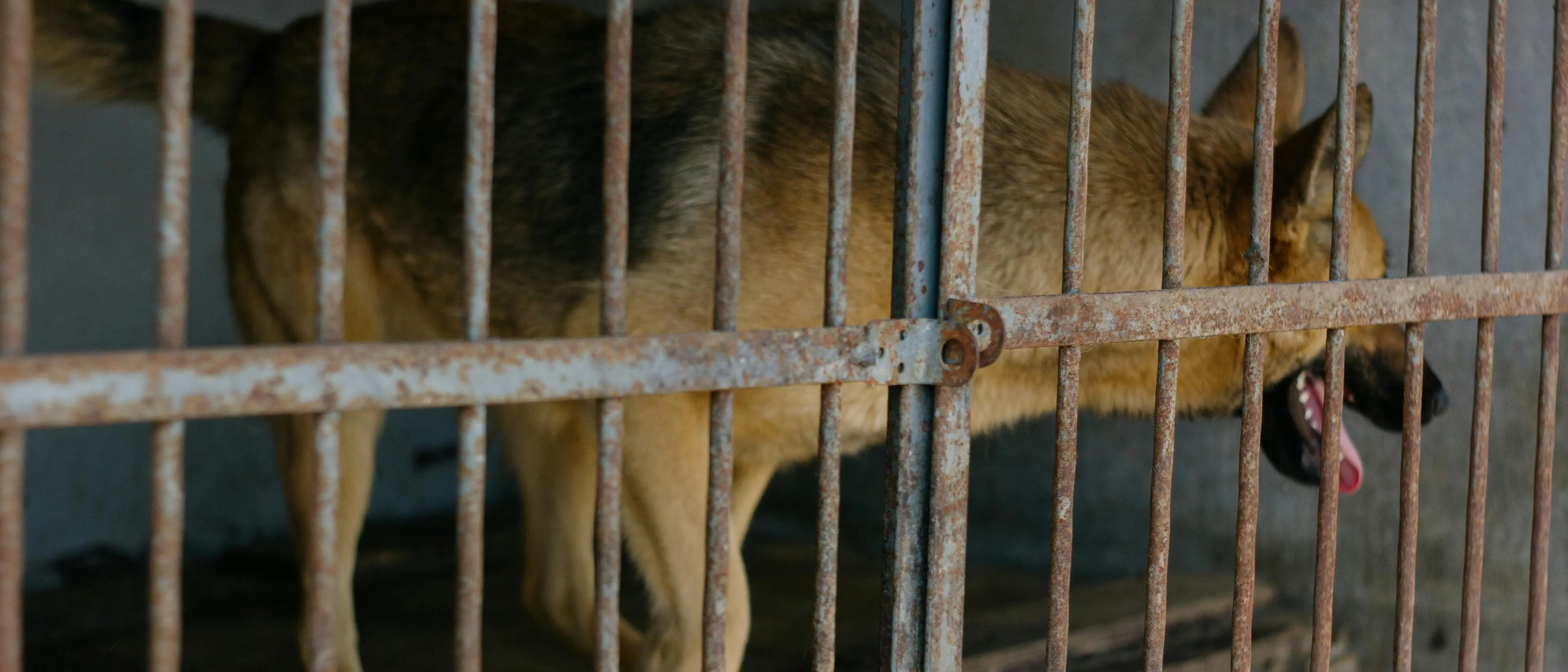 Affida il suo cane a una struttura in Germania e ne perde le tracce: la proprietaria di Bisignano lo cerca da 7 anni