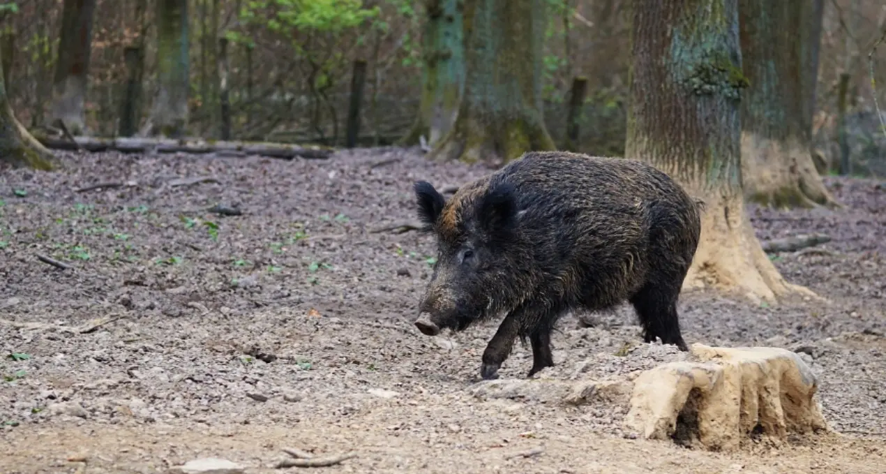 In Calabria caccia al cinghiale fino al 30 gennaio: arriva la proroga della Regione\n