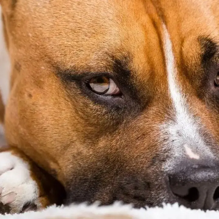 Paura a Palmi, aggredito da un pitbull mentre passeggia con il suo cane: gravi le ferite riportate