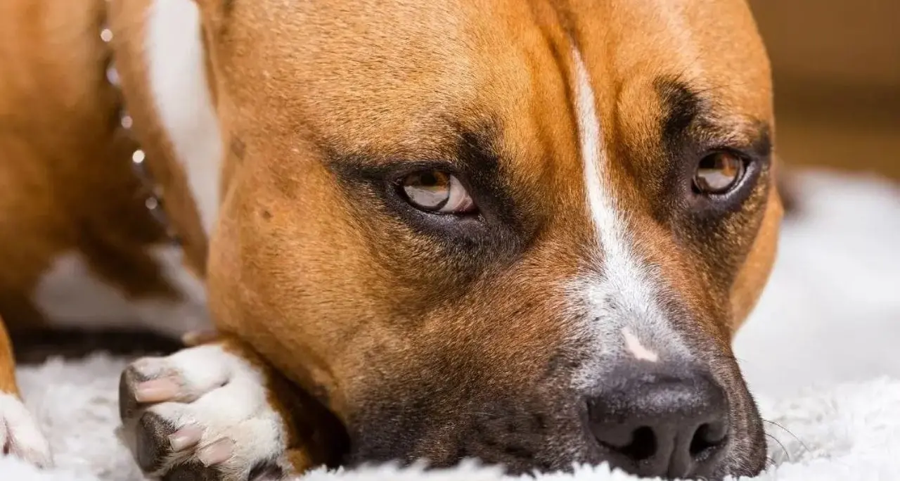 Paura a Palmi, aggredito da un pitbull mentre passeggia con il suo cane: gravi le ferite riportate