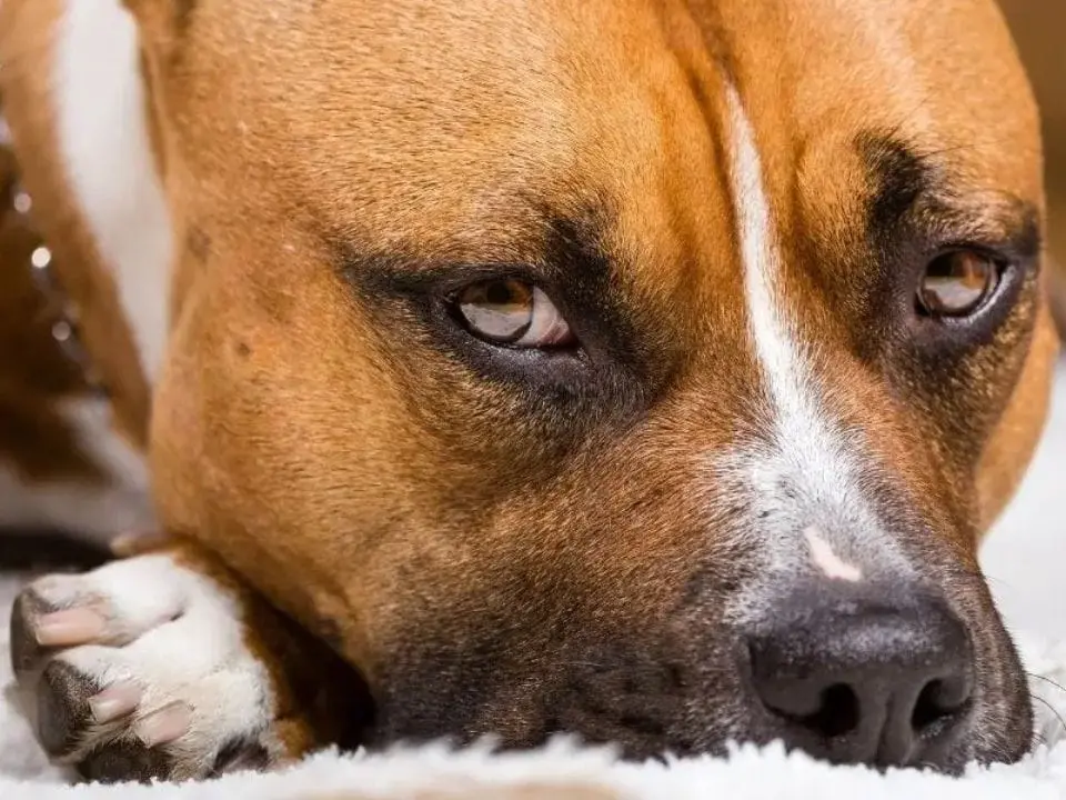 Paura a Palmi, aggredito da un pitbull mentre passeggia con il suo cane: gravi le ferite riportate