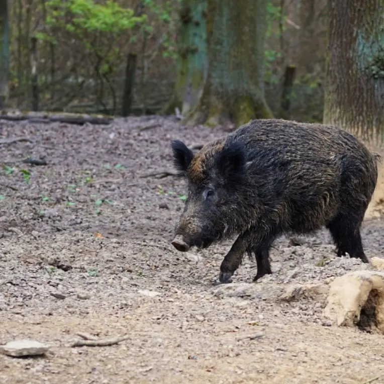 Emergenza cinghiali in Calabria, approvato il piano per gestire e contenere la fauna selvatica\n