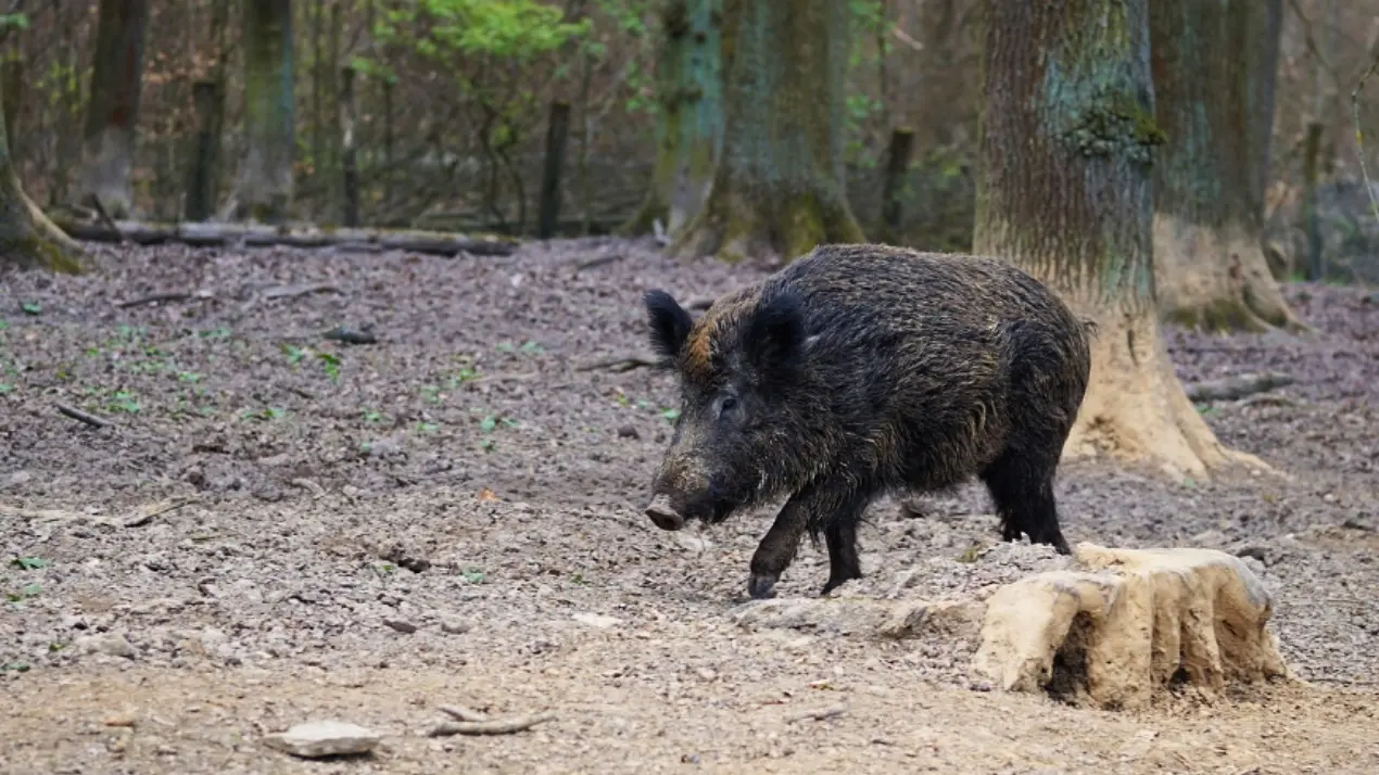 Emergenza cinghiali in Calabria, approvato il piano per gestire e contenere la fauna selvatica