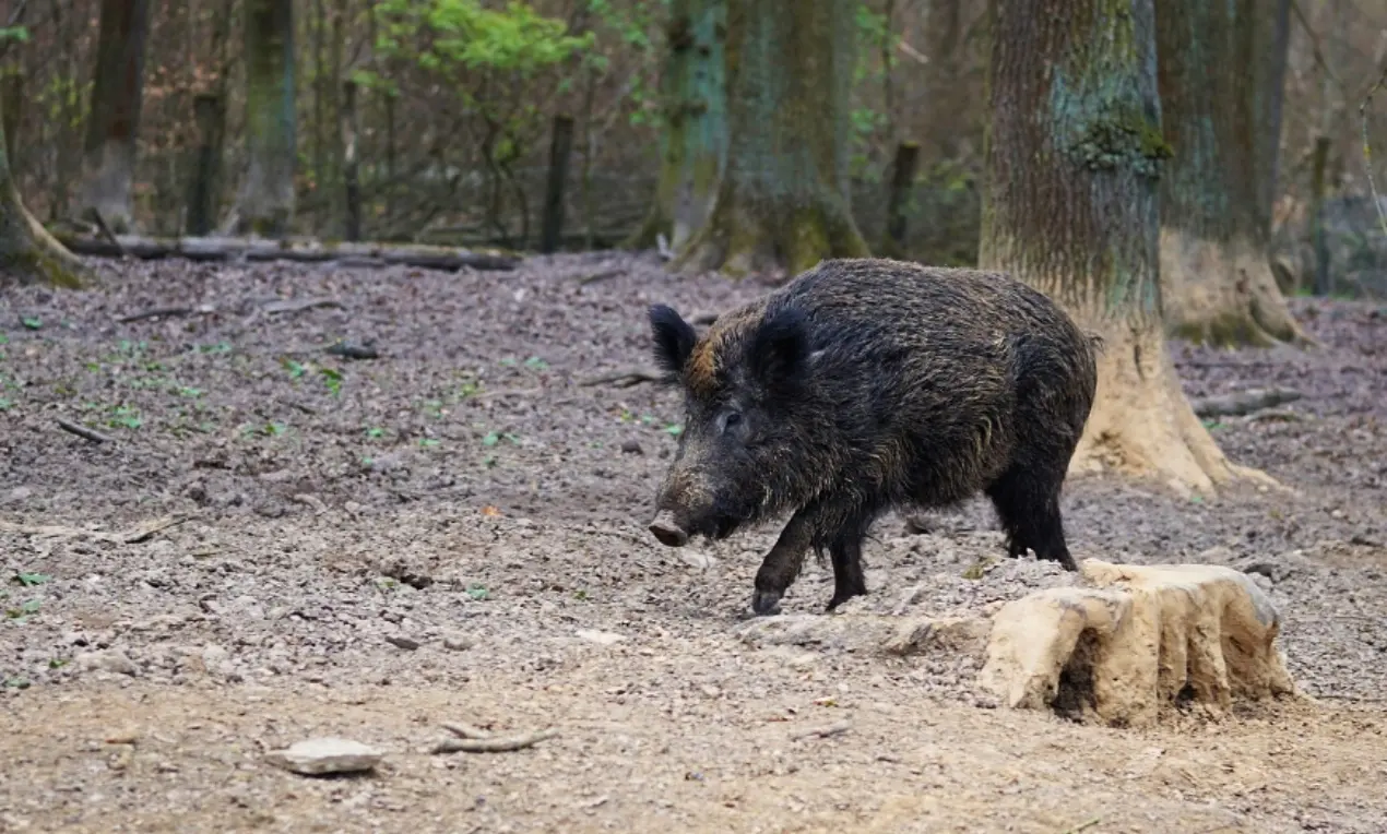 Emergenza cinghiali in Calabria, approvato il piano per gestire e contenere la fauna selvatica\n