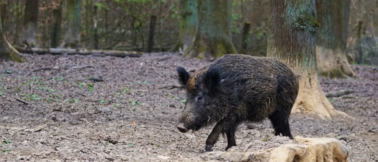 Emergenza cinghiali in Calabria, approvato il piano per gestire e contenere la fauna selvatica\n
