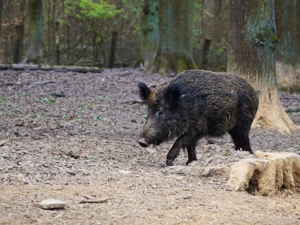 Emergenza cinghiali in Calabria, approvato il piano per gestire e contenere la fauna selvatica