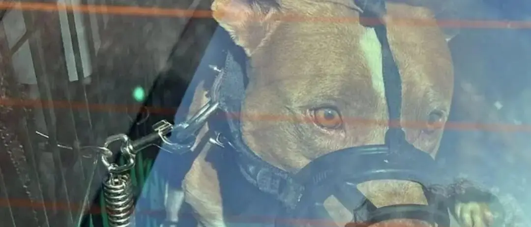 Parla l’uomo aggredito da un pitbull a Palmi: «Ecco come un ragazzo coraggioso mi ha salvato la vita»\n