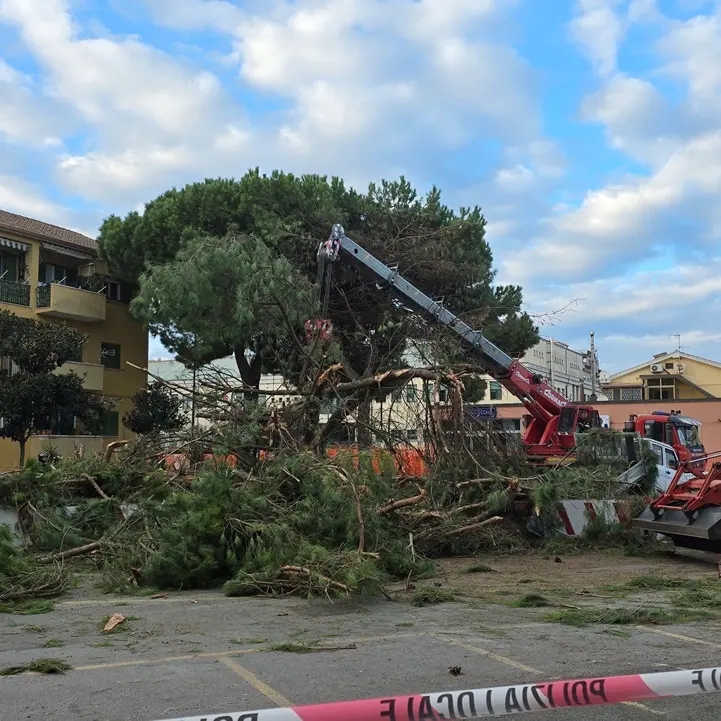 A Vibo il Piano comunale del verde costa un botto: 150mila euro per controllare la stabilità di 180 alberi