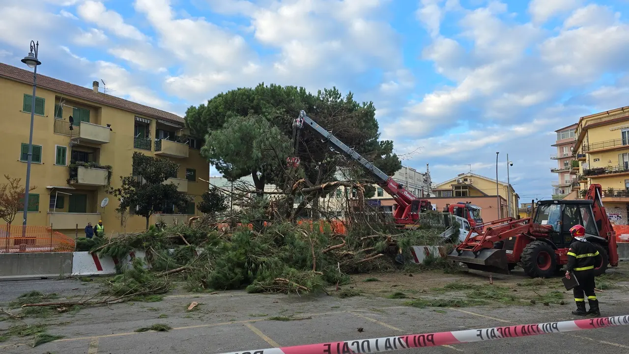 <p>Uno dei pini di Viale Affaccio che ha ceduto</p>\\n