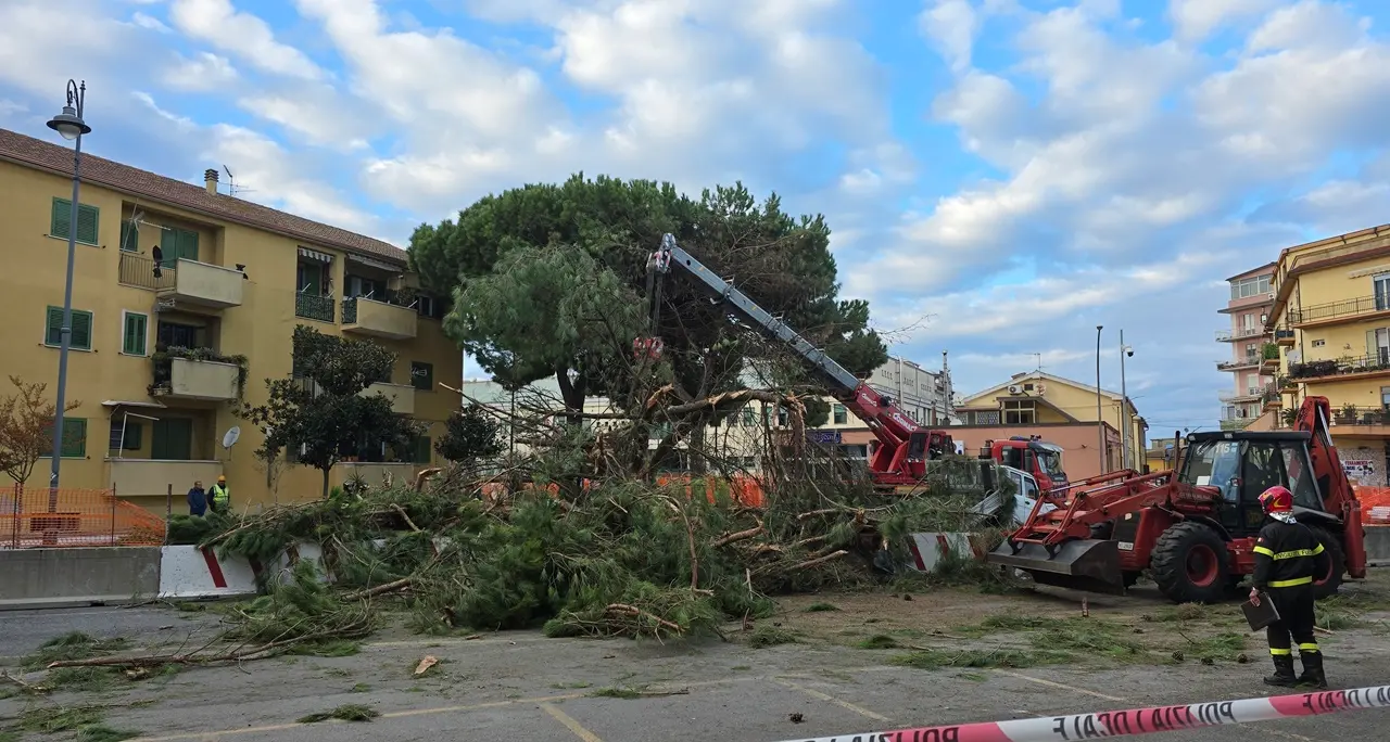 A Vibo il Piano comunale del verde costa un botto: 150mila euro per controllare la stabilità di 180 alberi