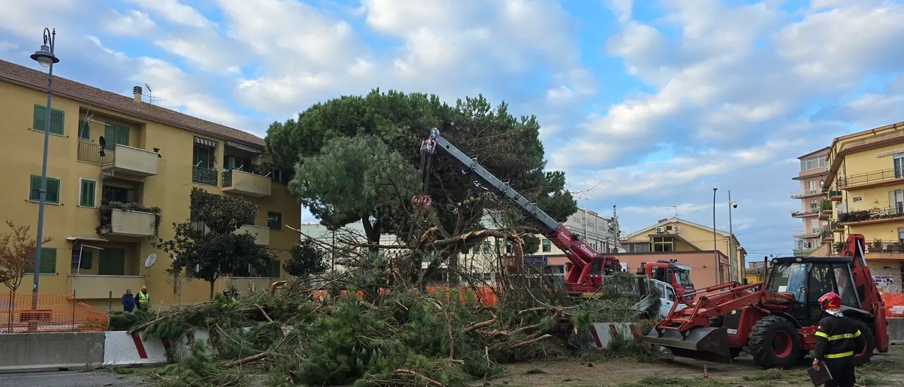 A Vibo il Piano comunale del verde costa un botto: 150mila euro per controllare la stabilità di 180 alberi