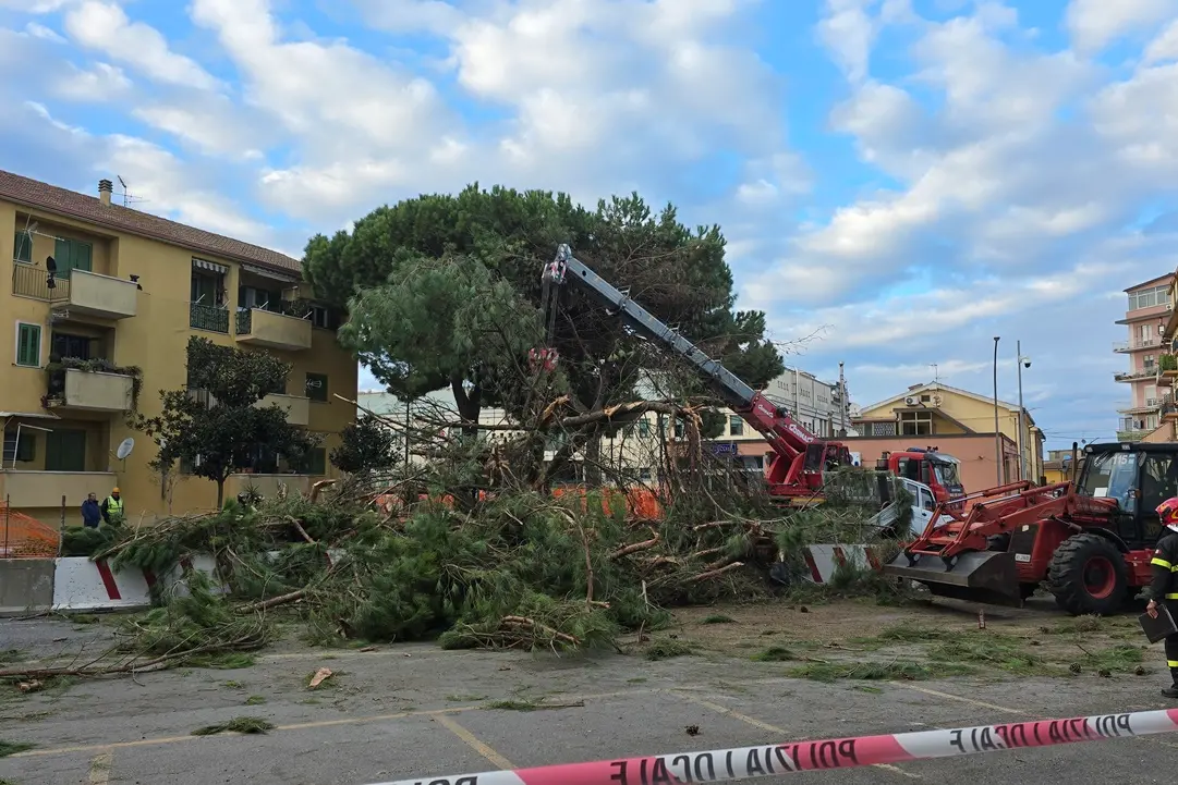 <p>Uno dei pini di Viale Affaccio che ha ceduto</p>\\n