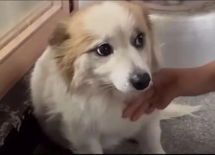 Attendeva il ritorno del suo padrone morto nel disastro aereo in Corea: la triste storia del cagnolino Pudding