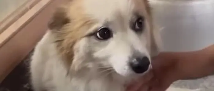 Attendeva il ritorno del suo padrone morto nel disastro aereo in Corea: la triste storia del cagnolino Pudding