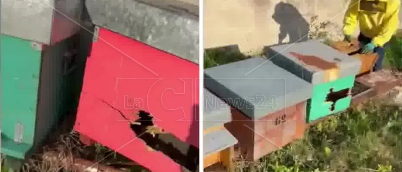 Arnie prese a fucilate, decine le api morte: intimidazione nel Vibonese