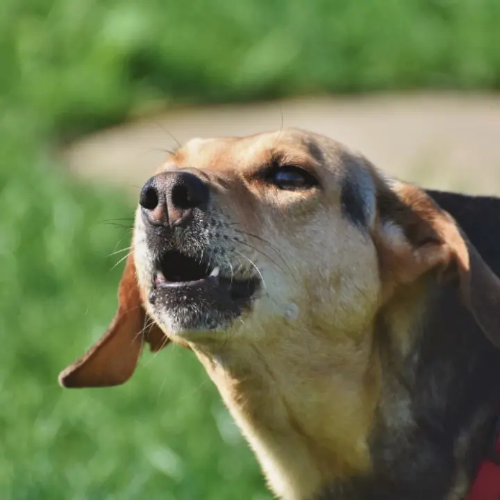 «Il cane abbaia troppo»: 72enne scende per strada e accoltella la vicina di casa\n