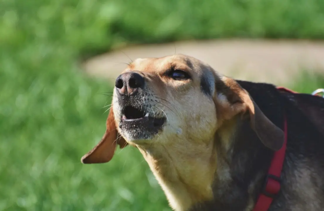 «Il cane abbaia troppo»: 72enne scende per strada e accoltella la vicina di casa\n